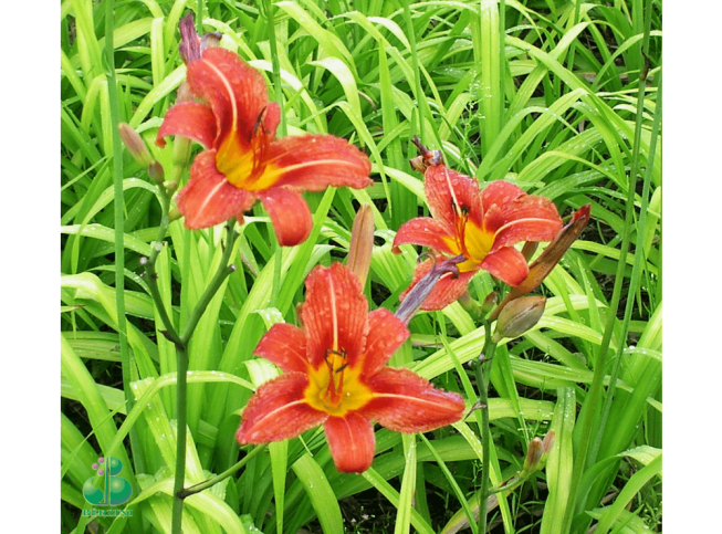 Hemerocallis   'Sammy Russel'